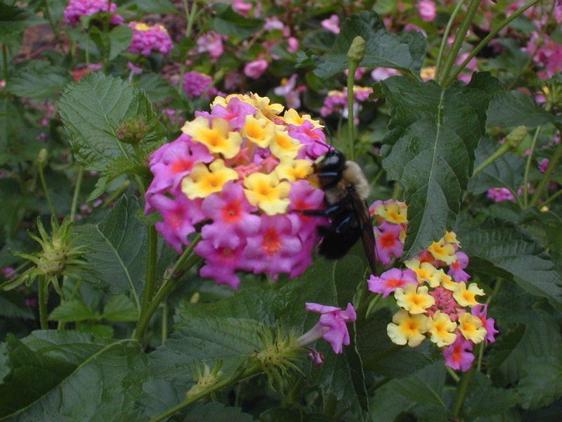 Pollinator gardens native bees